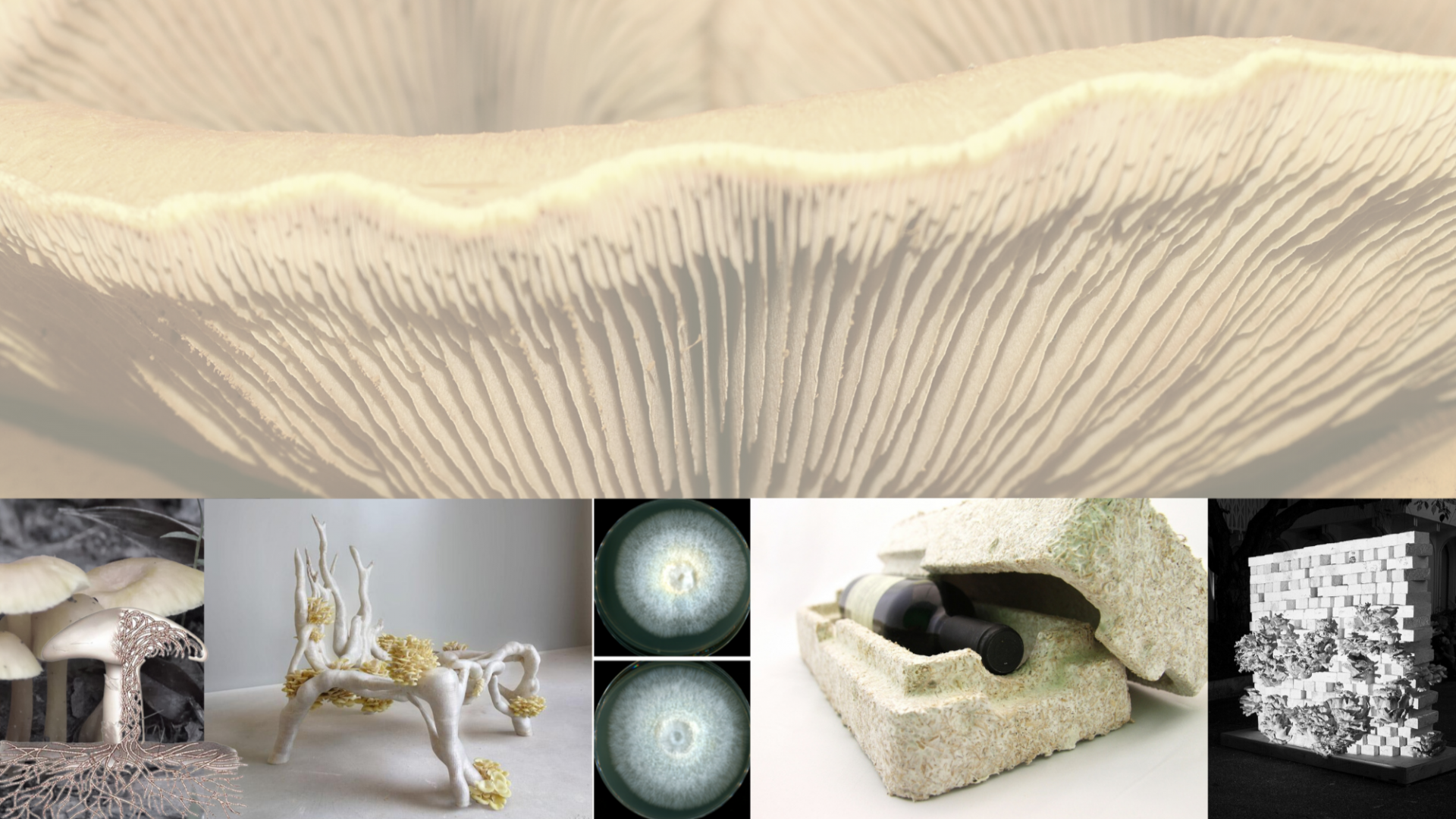 background image of a large white mushroom. In front is an image of a dissected mushroom, a white spindly figure with tufts of yellow growth, 2 circular shaped spores, an organic wine holder and a black and white image of growths from a blocked wall structure