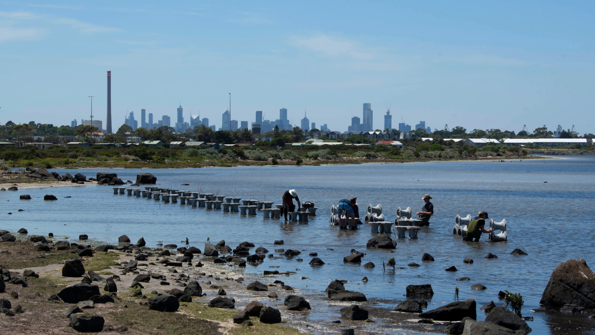 Photo of rocky coast line with mangrove planters being installed by five people in shallow water and city skyline in distance