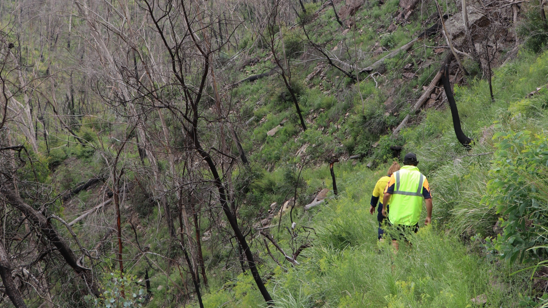 Image of a sloped forested hillside. there is green growth on the ground but the trees are dark and bare of leaves. There is a person in a hi visibility vest facing away from the camera.