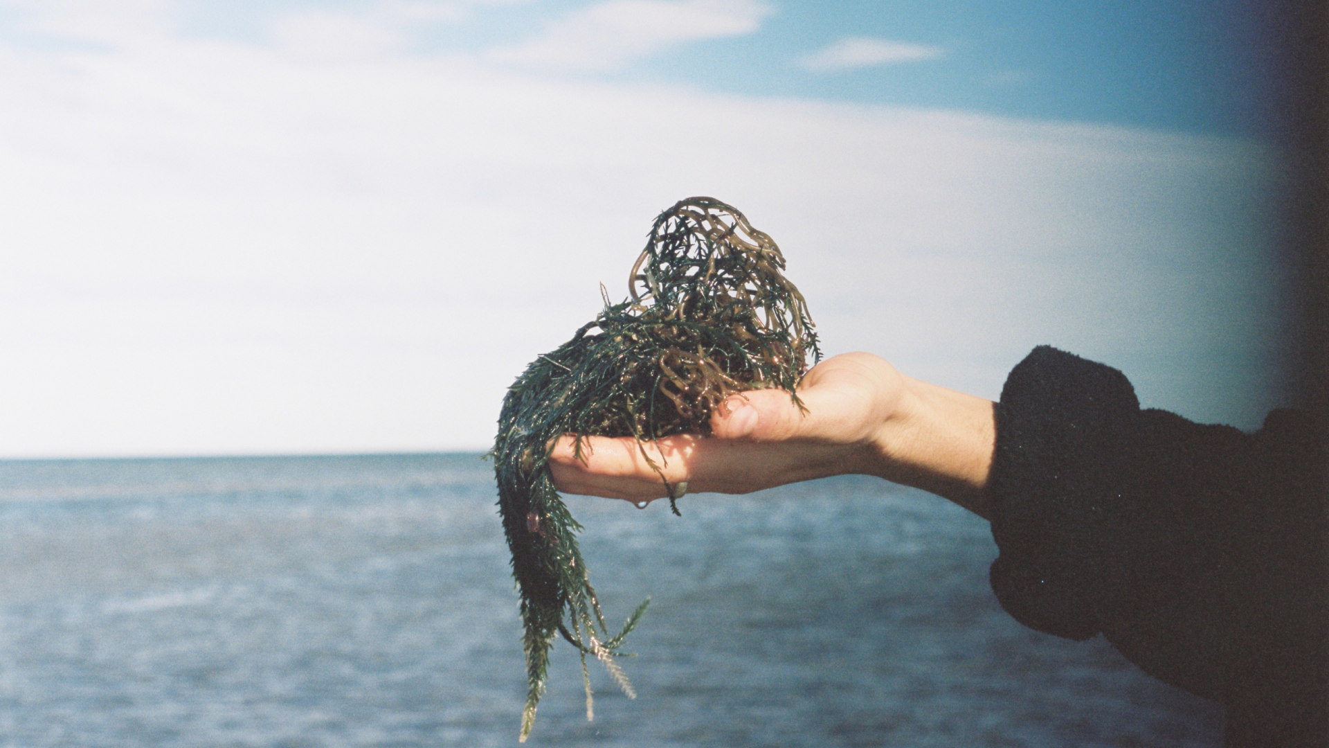 Photo of hand holding palm out flat with seaweed piled on top. Sea and sky in background.