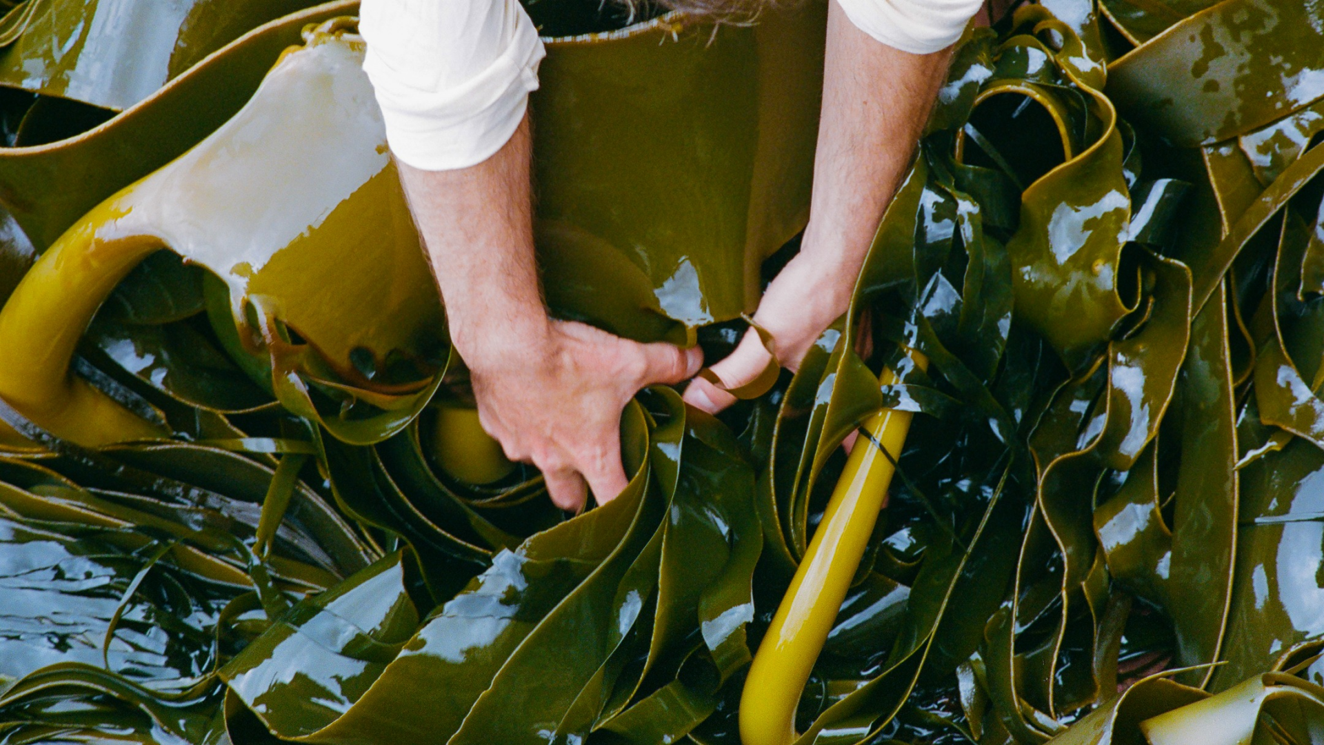 two hands forking through a large amount green-brown kelp
