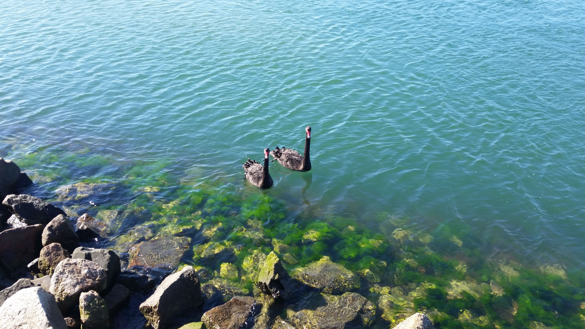 Photo of two swans in a body of water. 