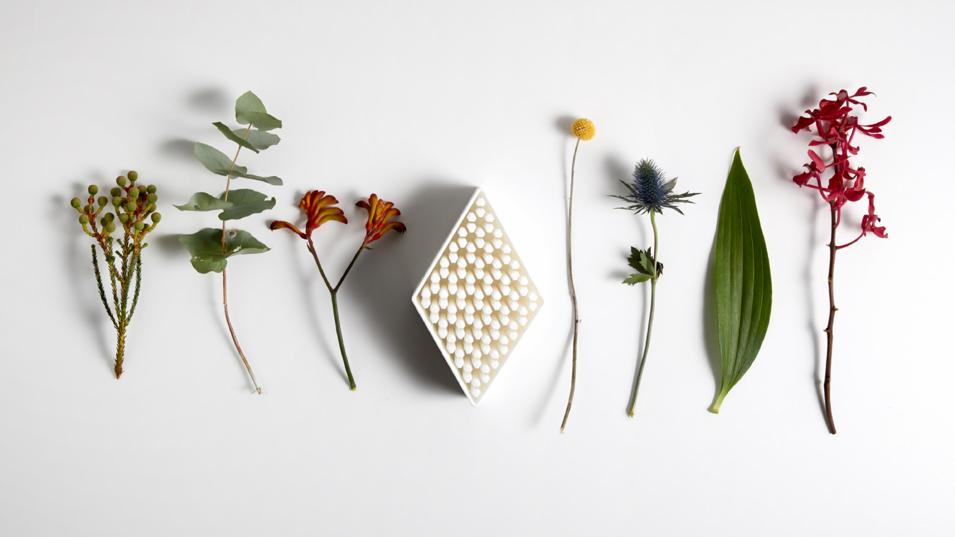 Image of a series of dried native flowers laid on in a row, at the centre of the image is a 3D printed diamond shape plant holder.