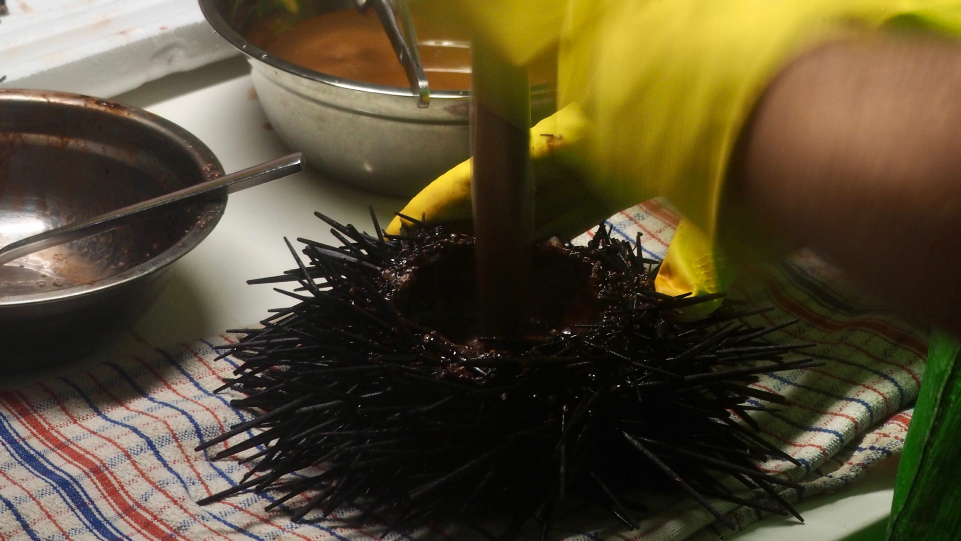 Hands wearing yellow rubber gloves breaking open a sea urchin and using a wooden stick to muddle the contents 