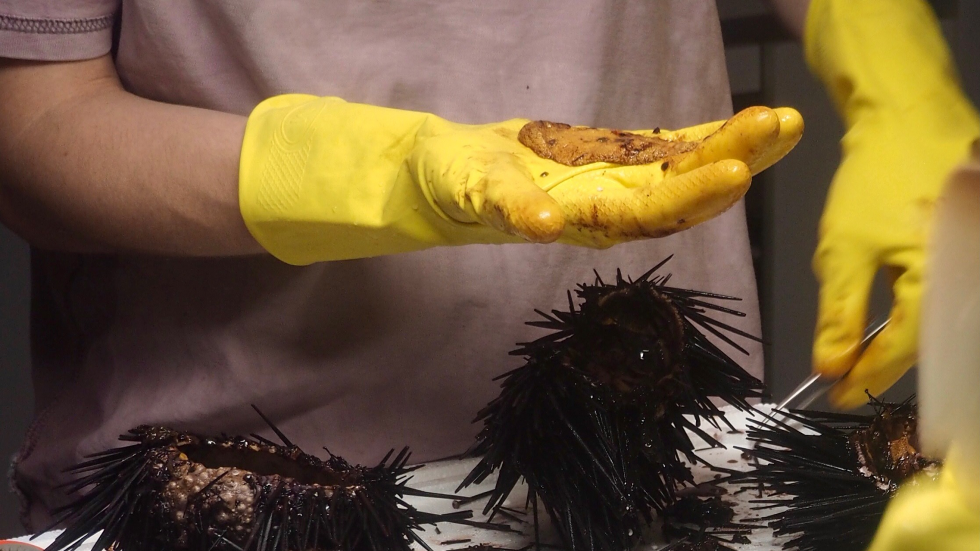 person in pink tshirt wearing yellow rubber gloves holding sea urchin roe in palm
