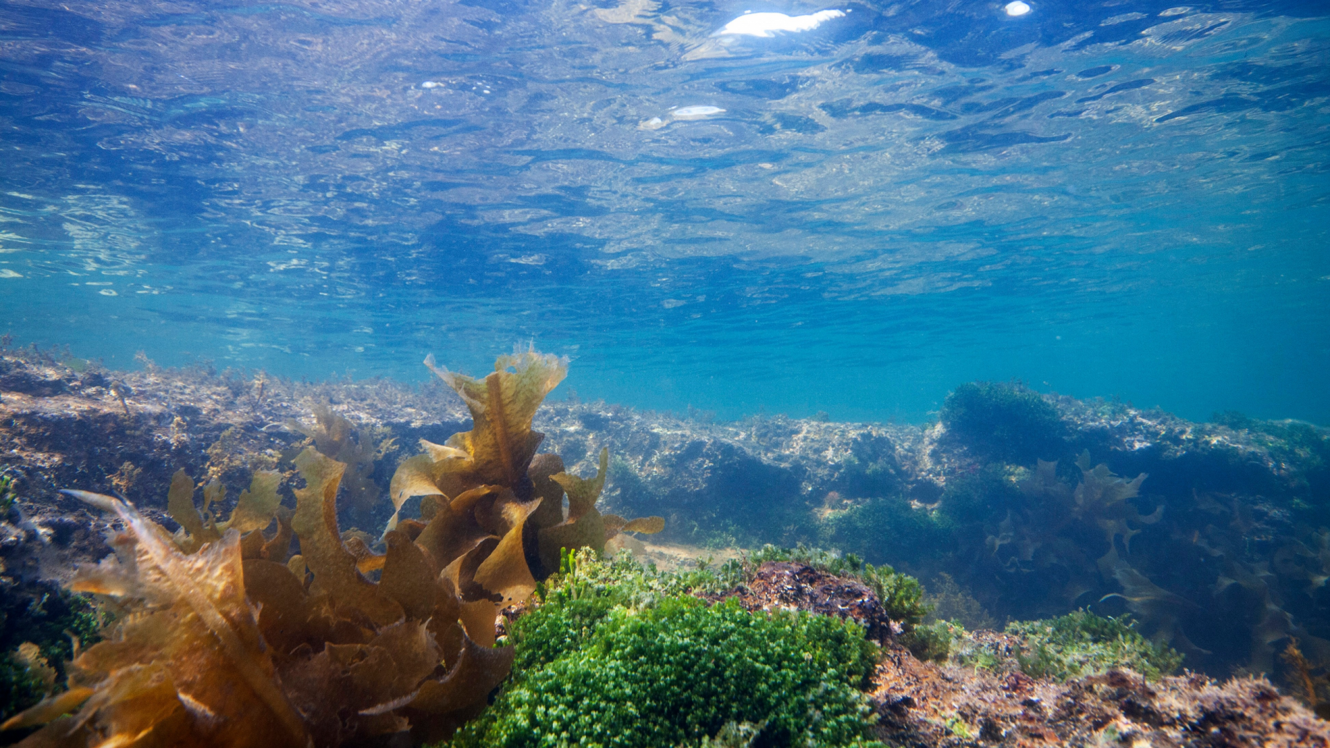 Photo underneath blue water surface depicting green and brown seaweed habitat