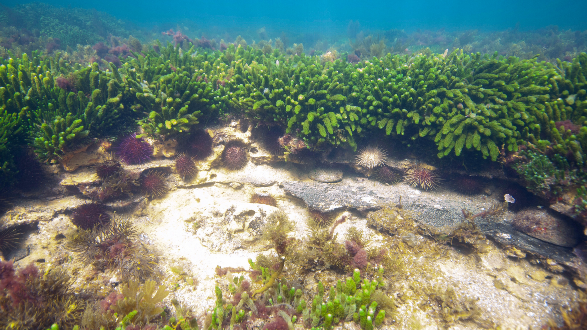 Photo underneath water surface depicting urchin shelf and seaweed habitat